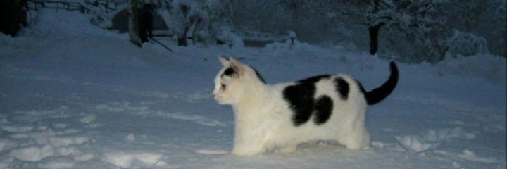 iGHOSTB00's profile banner image