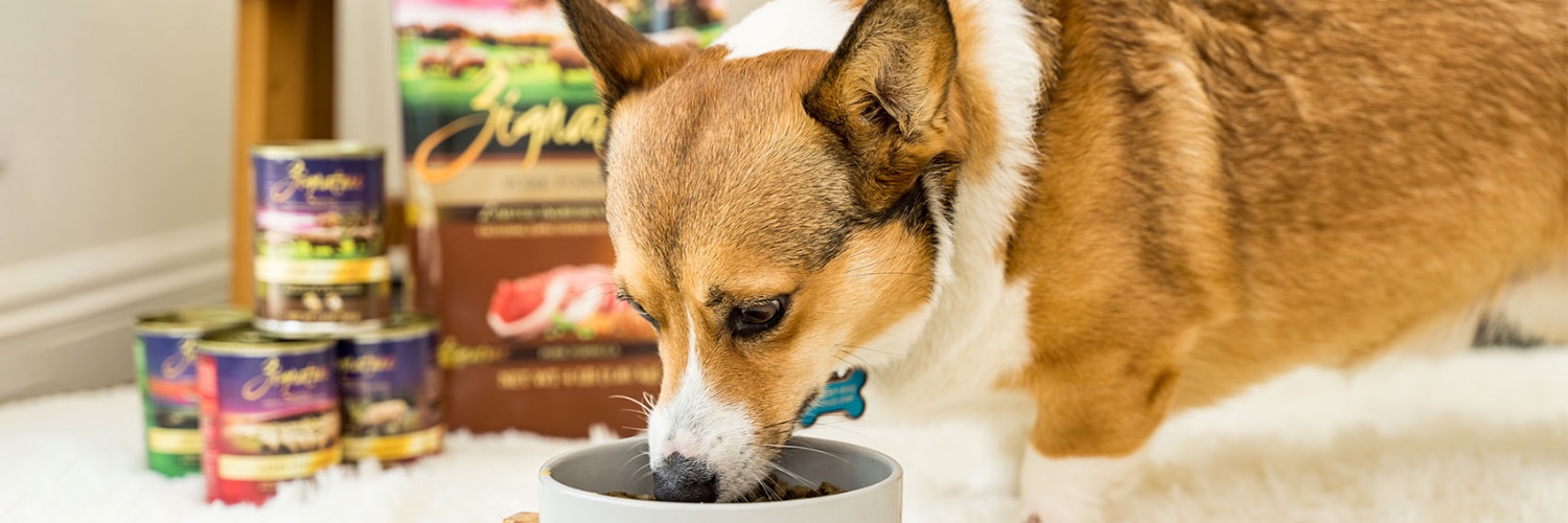 ZignatureDog's profile banner image