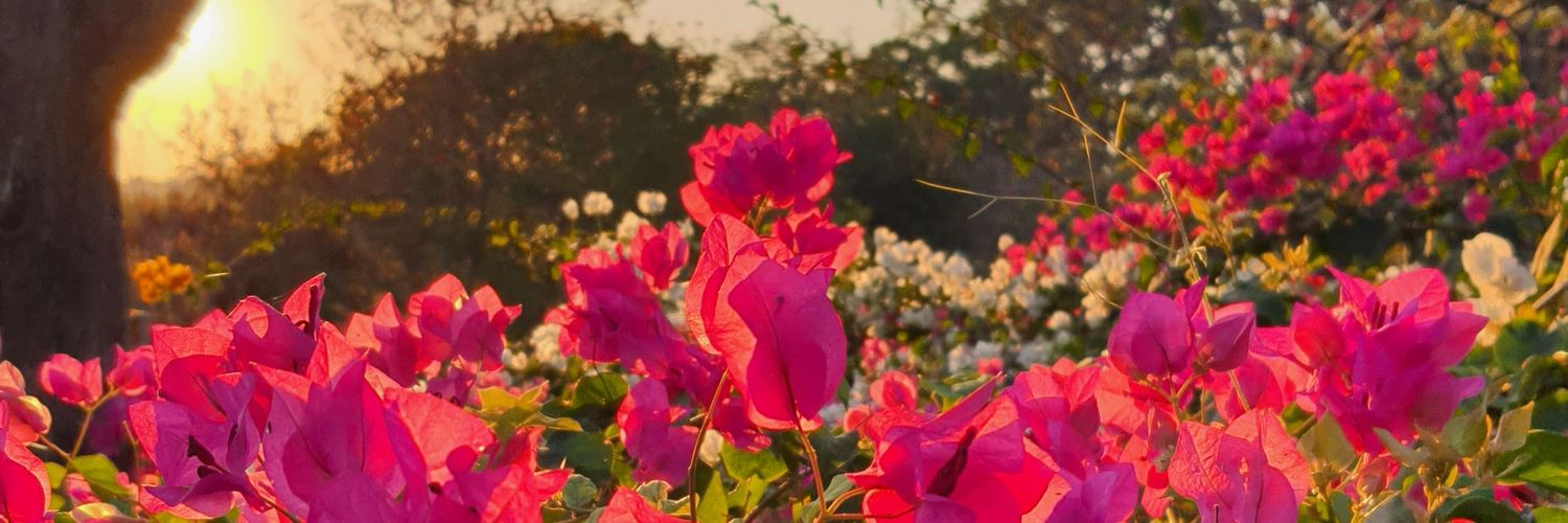 restyarr's profile banner image