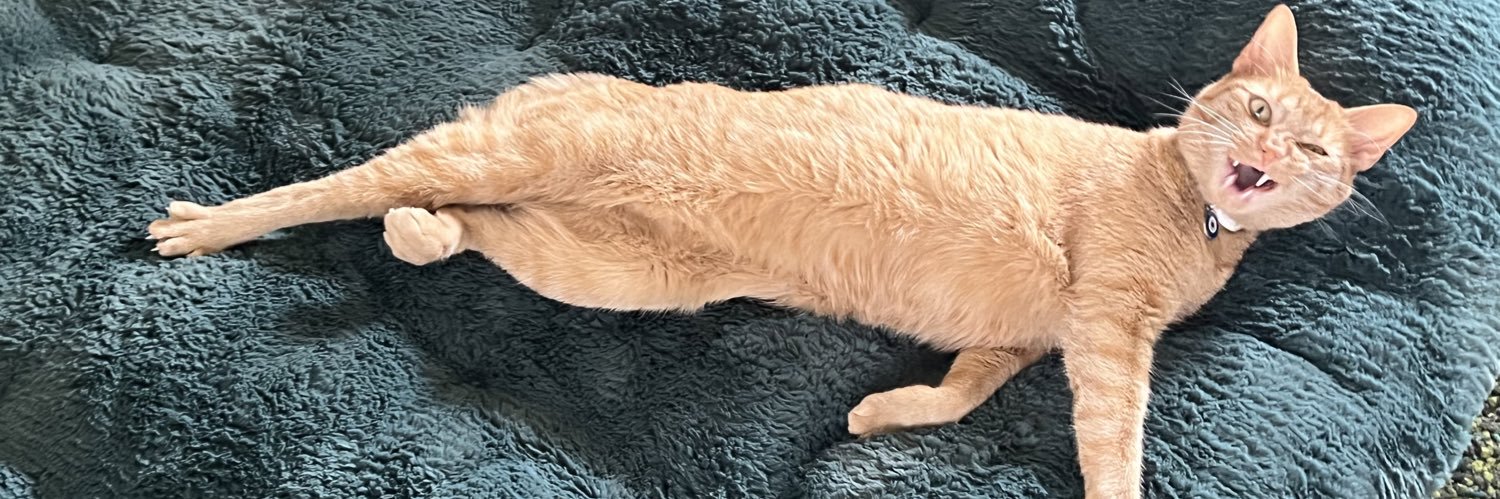 cheddar 🤍 chowder's banner