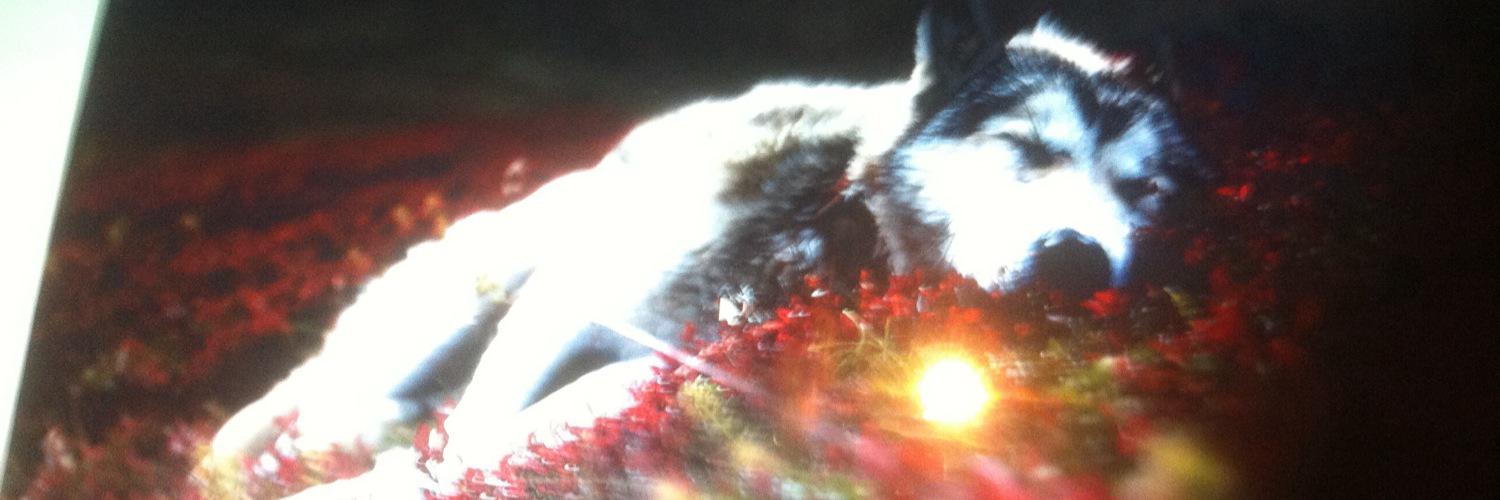 rickvanagthoven's profile banner image