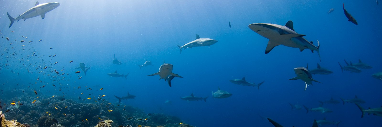 SharksPacific's profile banner image