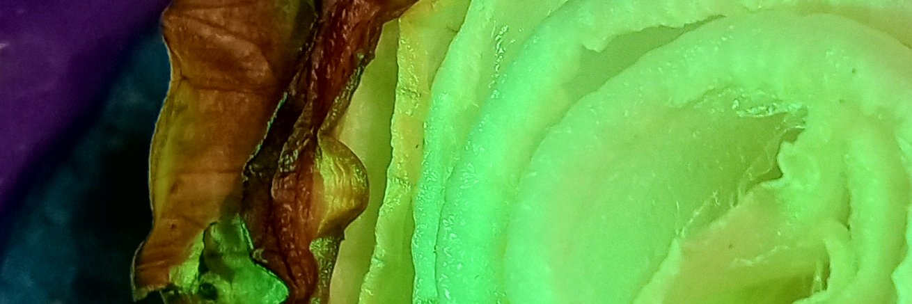 Dr. Borkulator banner