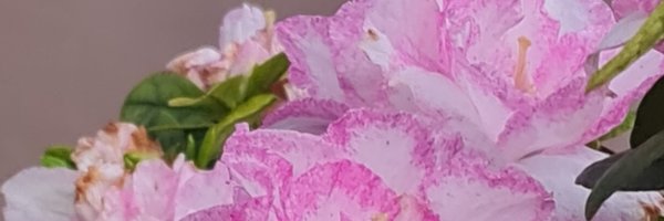 _p_i_l_a_r Profile Banner