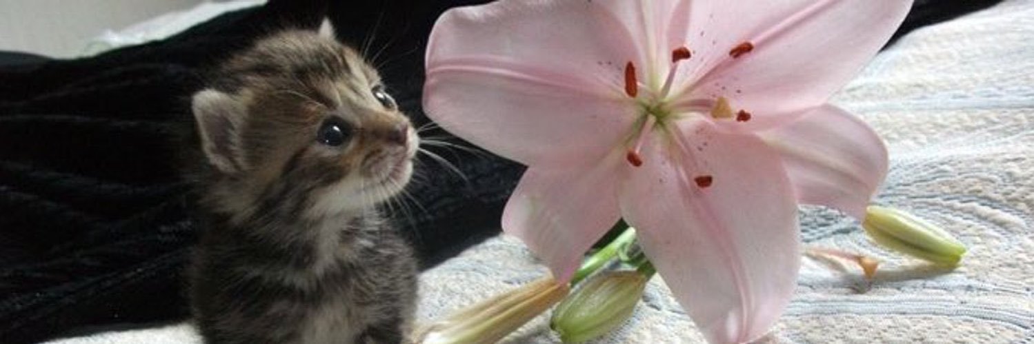 ama(ryllis) 🌺 banner