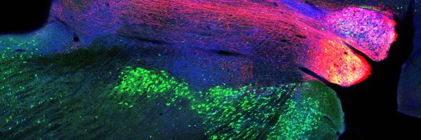 ables_lab Profile Banner