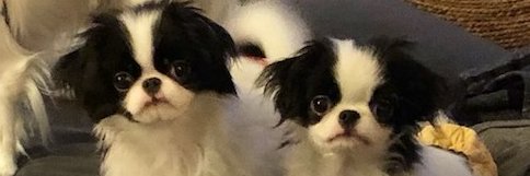 aliceandetc's profile banner image
