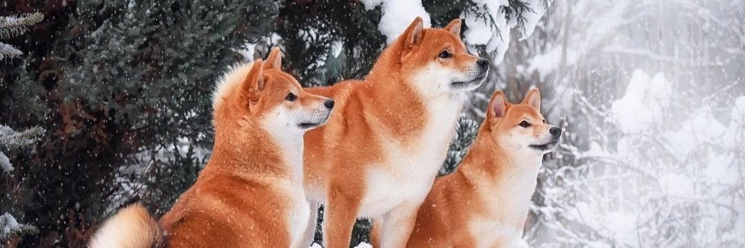 TooFan 🐕🍖🎗️📈📊 banner