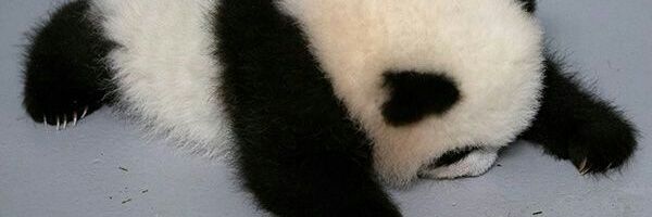 Lambvolution's profile banner image