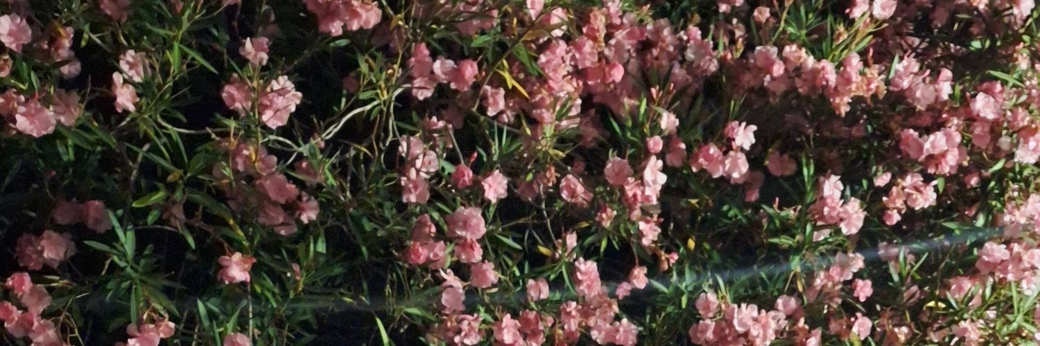 SofiNegroni's profile banner image