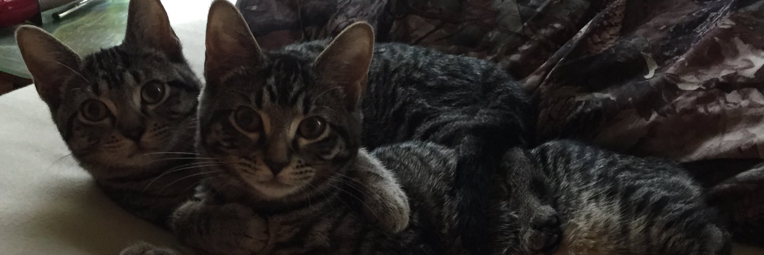 cassSchmidt5's profile banner image