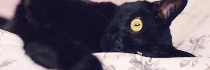 alinacande's profile banner image