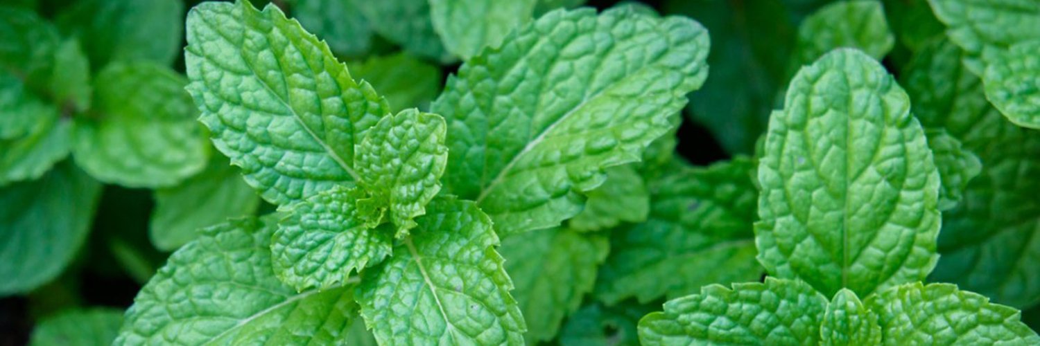 Amber mint (✸,✸) banner