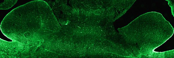 velmeshevlab Profile Banner