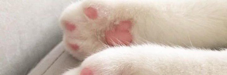 🐈‍⬛ banner