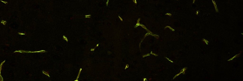 Cameron Thomson banner