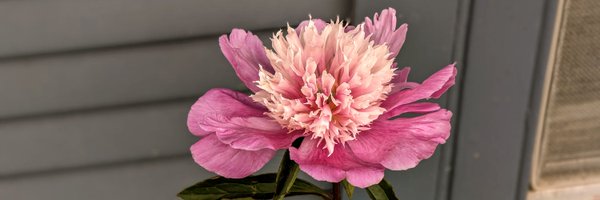 Freddi Profile Banner