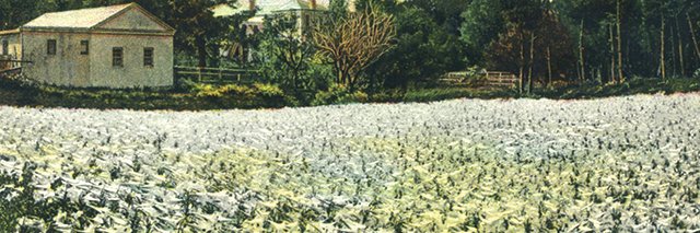 donnaofmond's profile banner image