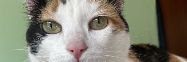 manolitop4 Profile Banner