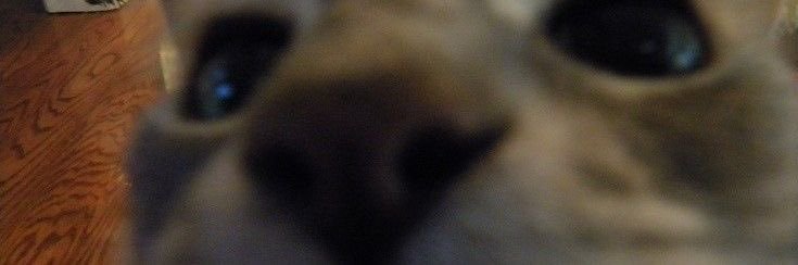 alexcastilloXx's profile banner image