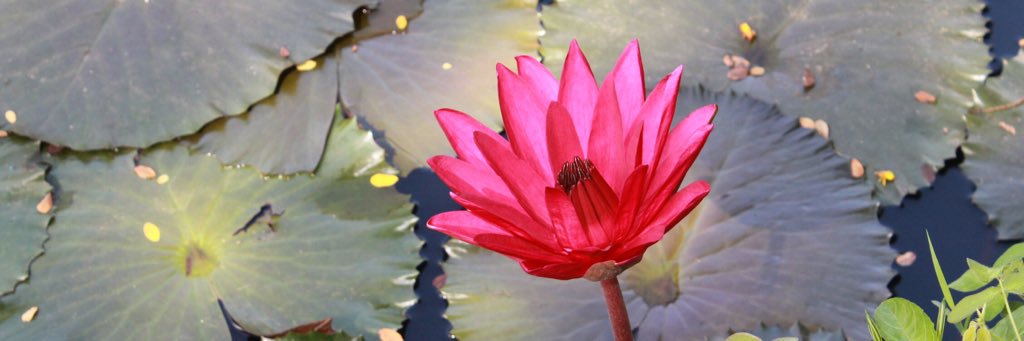 lilyccastro's profile banner image