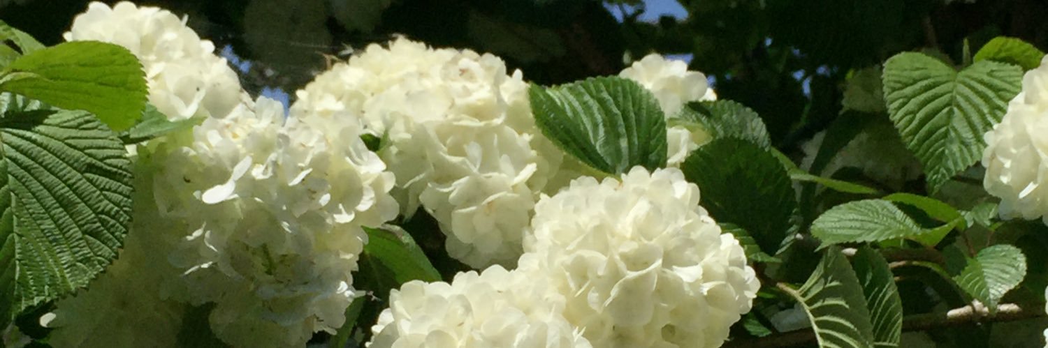 haruchi_1107's profile banner image