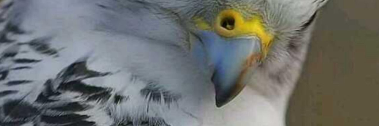 LoobyQ8's profile banner image