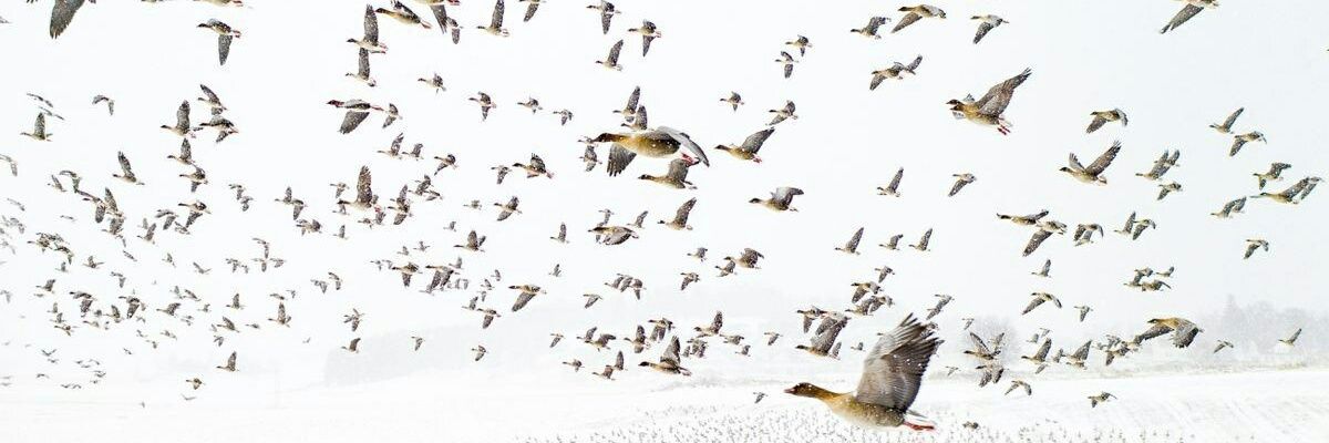 Кoт Мaтрocкин banner