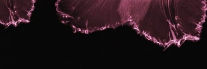 missuan's profile banner image