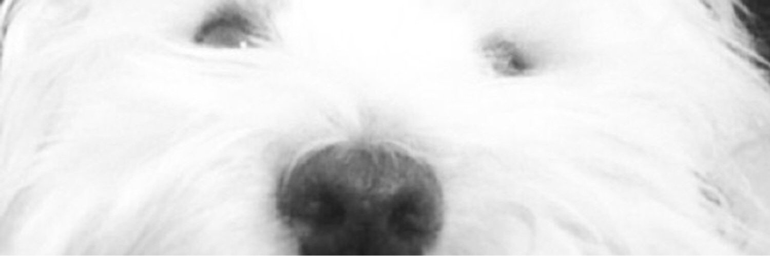 Maria Tamarit banner