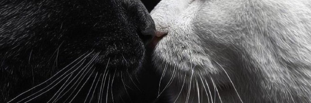 dilicka's profile banner image