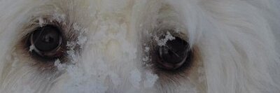 Amybofamie's profile banner image