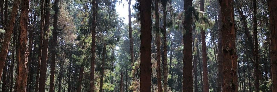 Dipto GhoshChoudhury banner