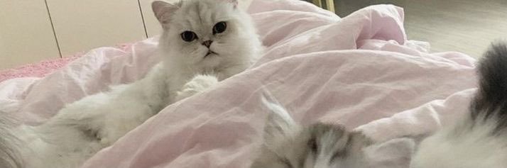 ami 🍉 banner