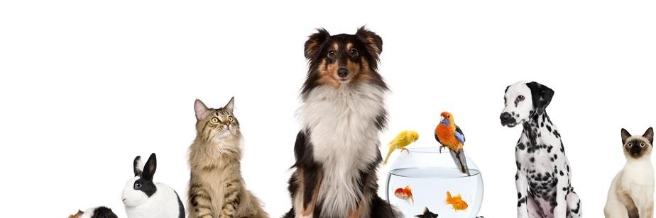 PetsInCumbria's profile banner image