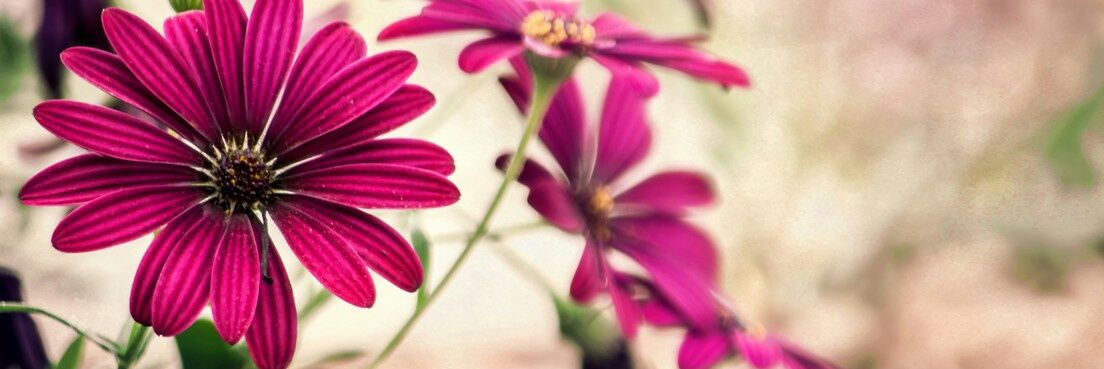 SariFemmina's profile banner image