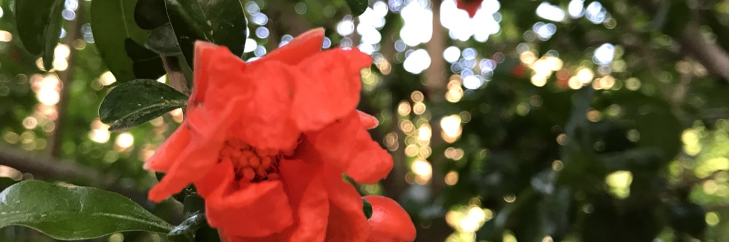 Khalil_lodeen's profile banner image