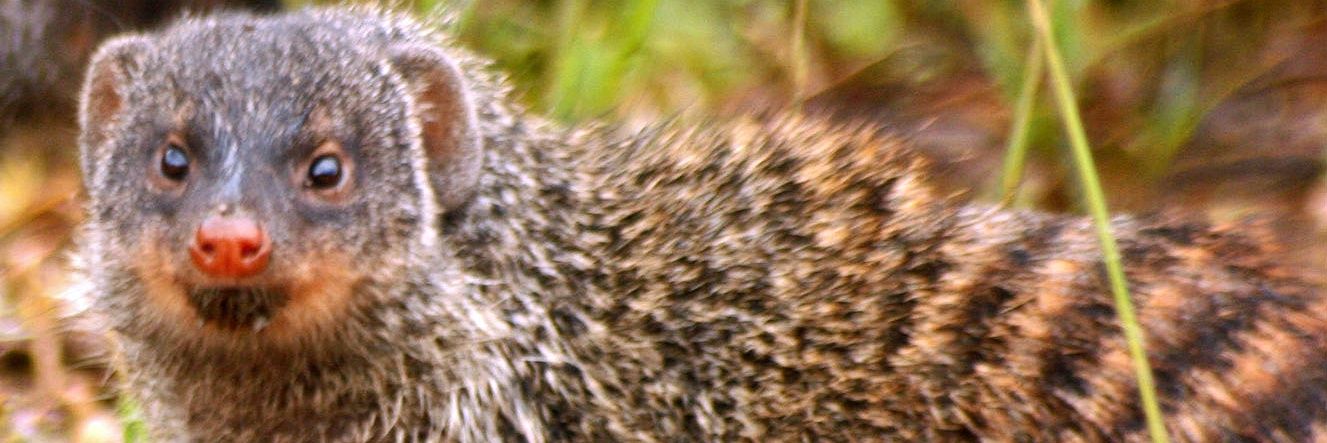 Mongoose banner