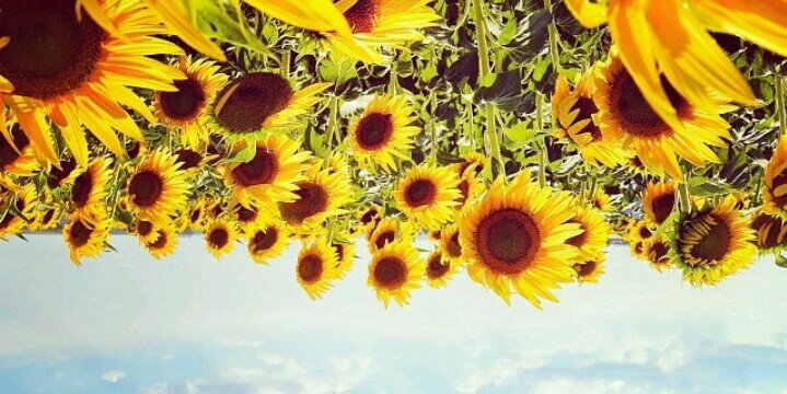 Vicky_Esclasans's profile banner image