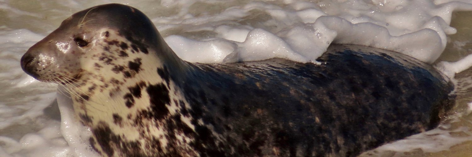 The Cornish Maid banner