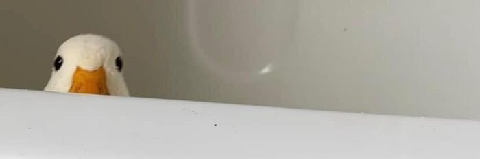 ninikooks's profile banner image