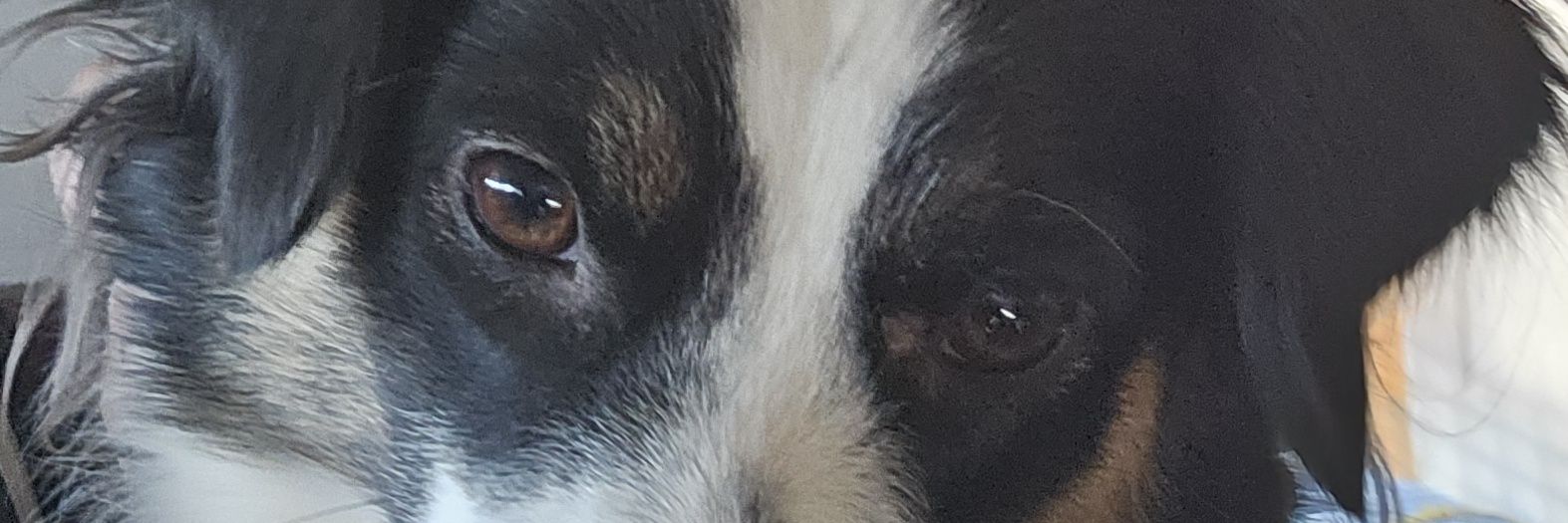 pedro 🐕 😎💯💥 banner