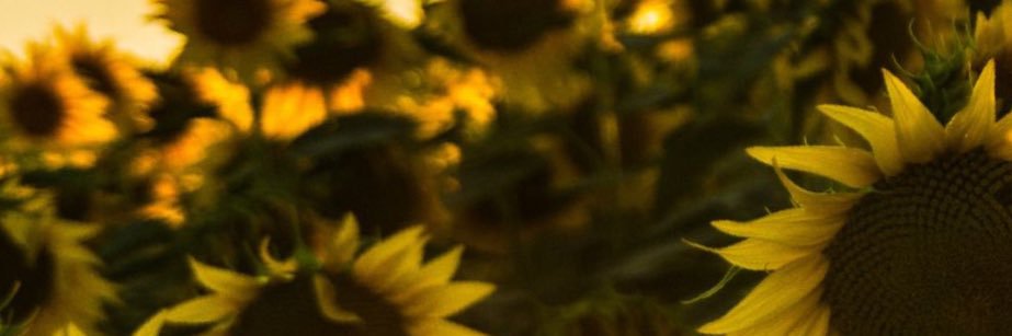 itsmeDunna's profile banner image
