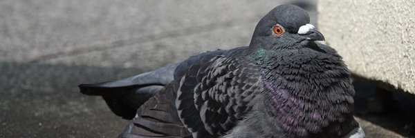 RYUKYU_KIJIBATO Profile Banner