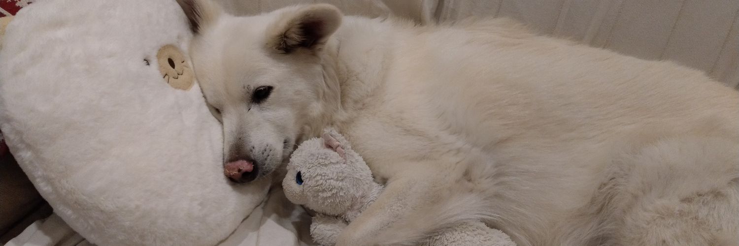 見習いの吟遊詩人あや🪉 banner