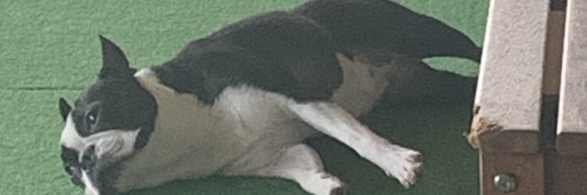 Othello_with_tiny_eyes٩( ᐛ )و banner