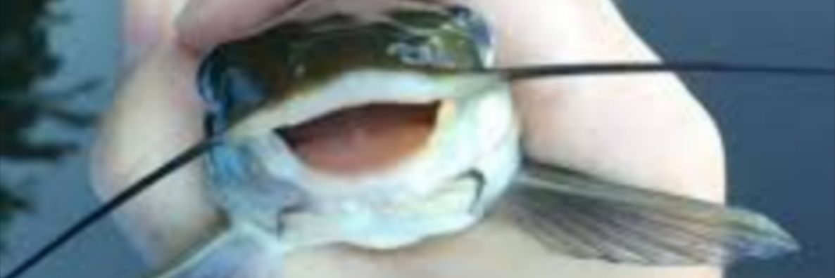 Kinji 🦈🔜TFF banner