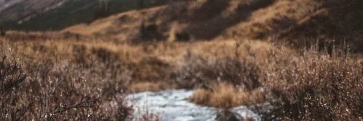 danaidenreed's profile banner image