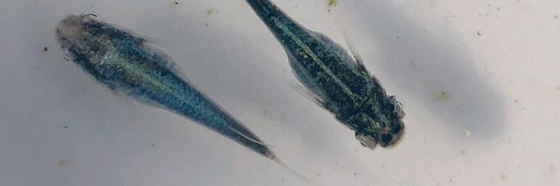髙めだか banner
