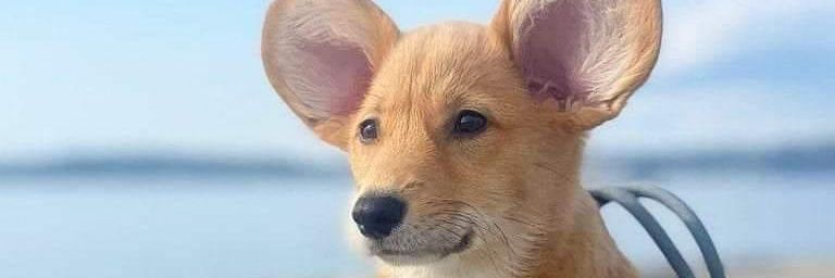JohnDoge banner